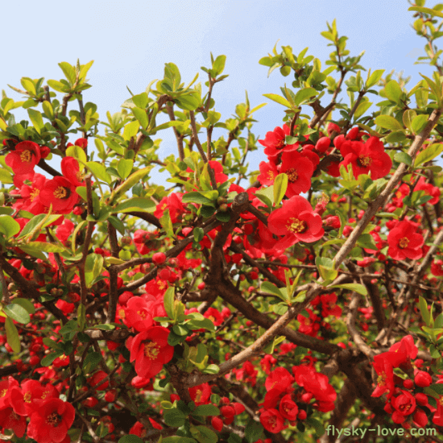 피로해소에 효과적인 명자나무