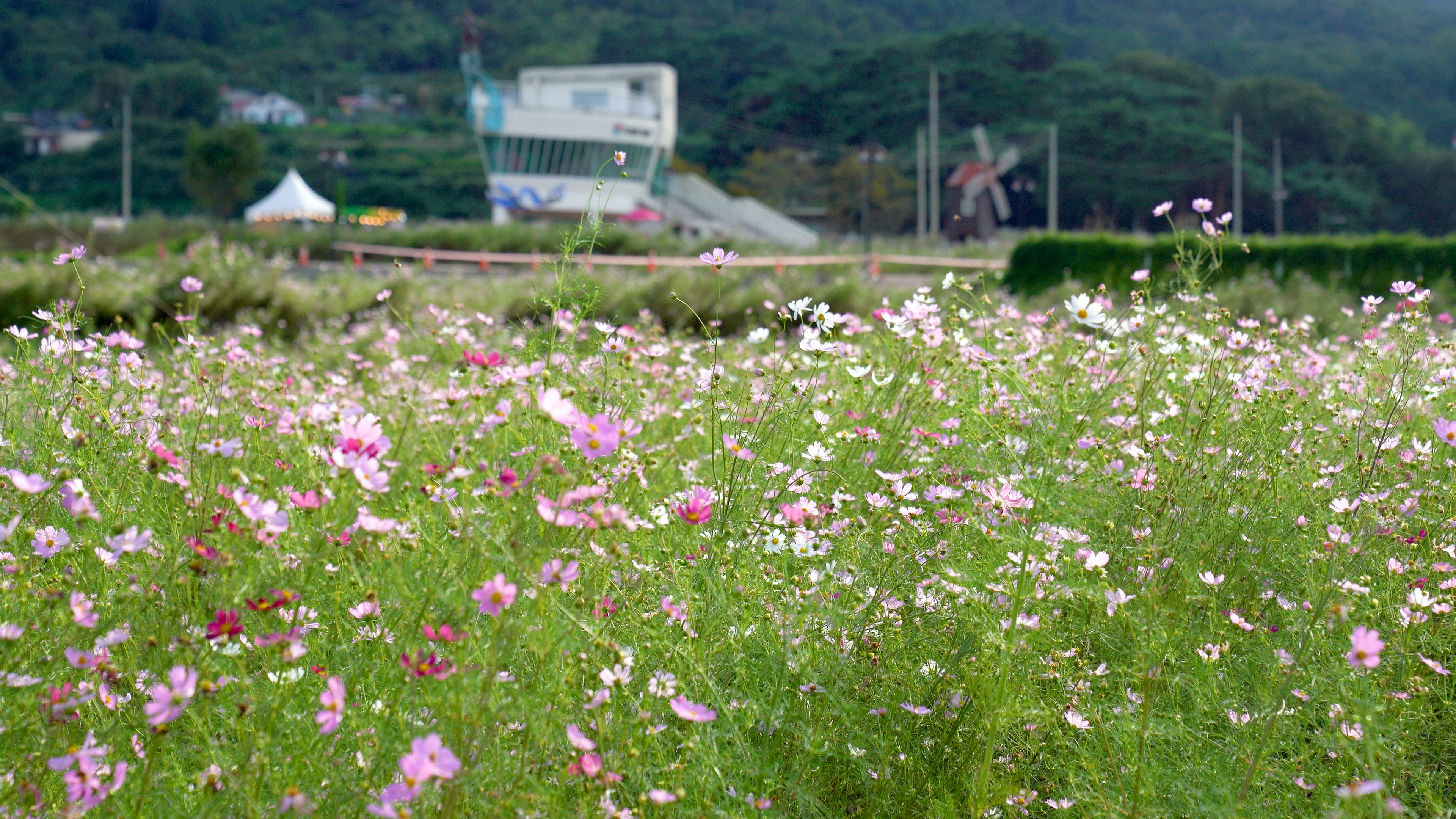 2025 하동 북천 코스모스 메밀꽃 축제 일정 공연 및 체험 프로그램