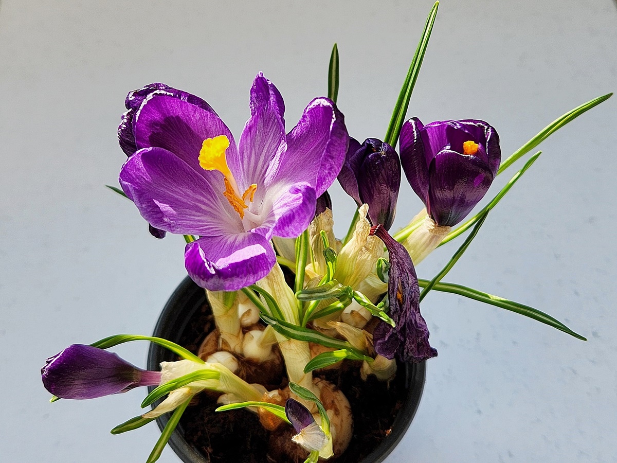 크로커스 Crocus