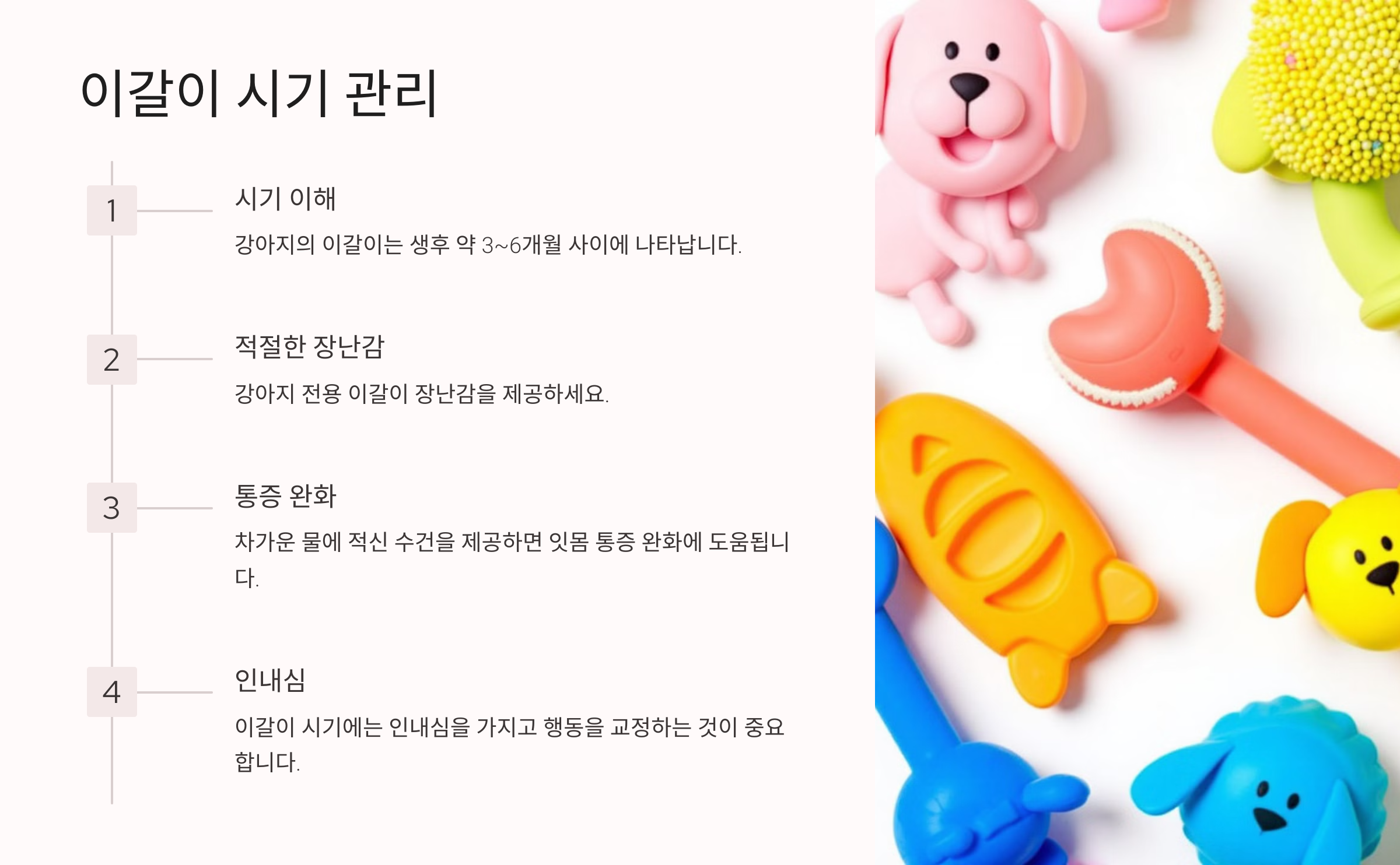 강아지의 이갈이 시기 관리