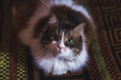 앉아 있는 고양이가 이쪽을 향하고 있다