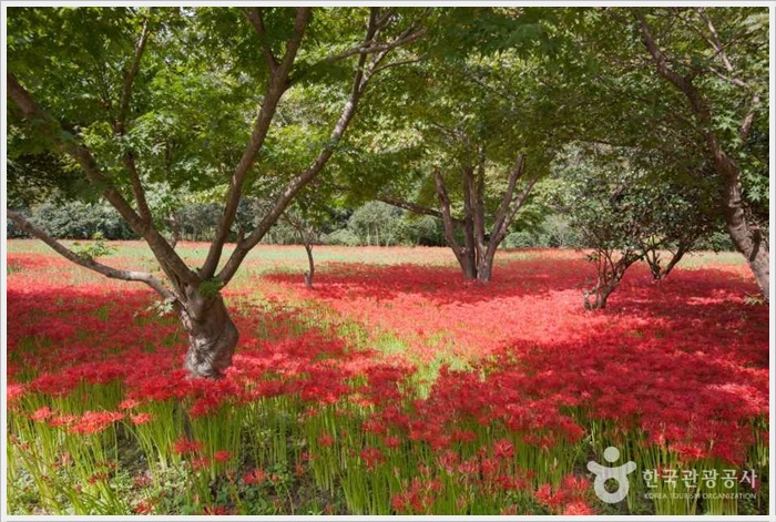 고창 선운산 꽃무릇