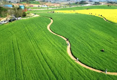 고창 청보리밭축제 주차장, 입장료, 프로그램