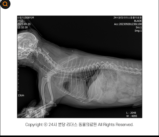 강아지 호흡기 질환 폐렴·기관허탈·기관지염에서 심장병으로 발달한다면?