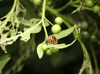 큰이십팔점박이무당벌레