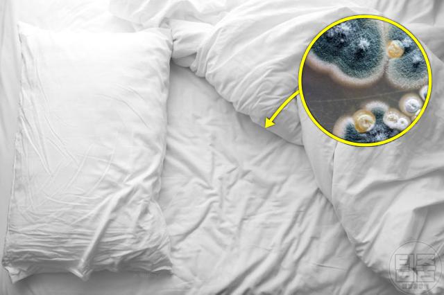 알레르기 비염 가려움증 원인 오리털침구