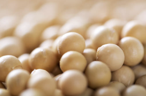 작두콩차의 효능 부작용 끓이는법 확인