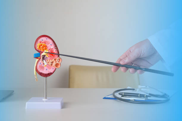 부신 기능 부전 저하증 기능 기질 이란 치료 검사 물 저하 검사 부족 피로 증후군 부신피질 호르몬 제 부작용 의 스테로이드 증상 부족 효능 코티솔 코르티솔