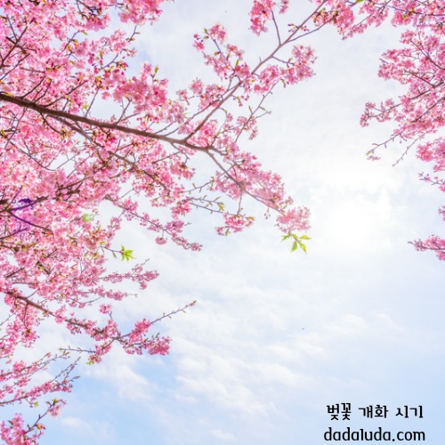 벚꽃 개화 시기 2025 인천 벚꽃 구경 볼만한 곳