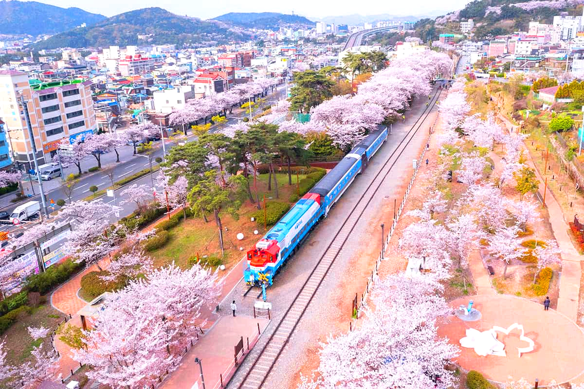 진해군항제