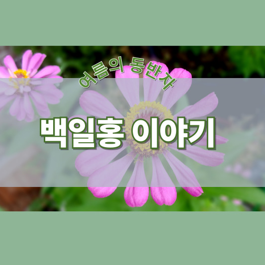 백일홍 - 꽃말, 특징, 이름 유래, 재배 방법