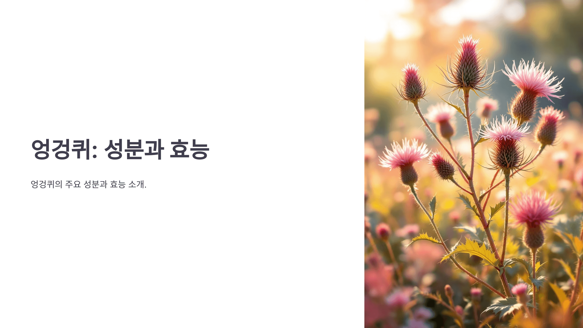 엉겅퀴와 관련된 사진입니다.