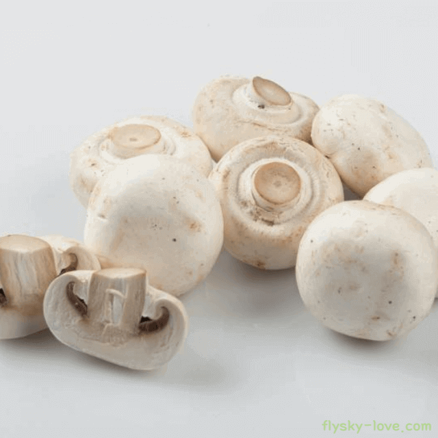 양송이버섯 고르는 법