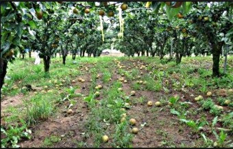 공익직불금 신청하기