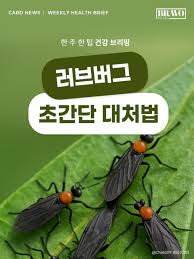 🚫 해충박사가 알려주는 러브버그 퇴치법 BEST 6