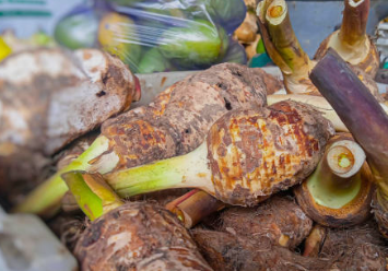 토란 심는 시기 효능 토란대 삶는 법 / 토란대 나물 볶음 토란국 레시피