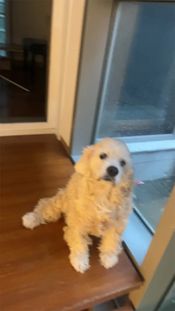 강아지