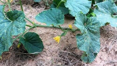 참외-착과절-위치와-착과수