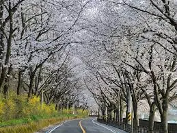 2024년 벚꽃 개화시기 및 벚꽃 명소 BSET 10
