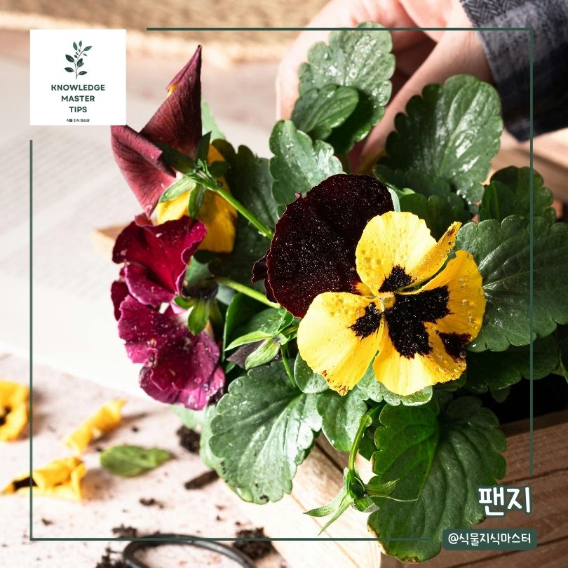 봄에 심기 좋은 꽃 - 팬지