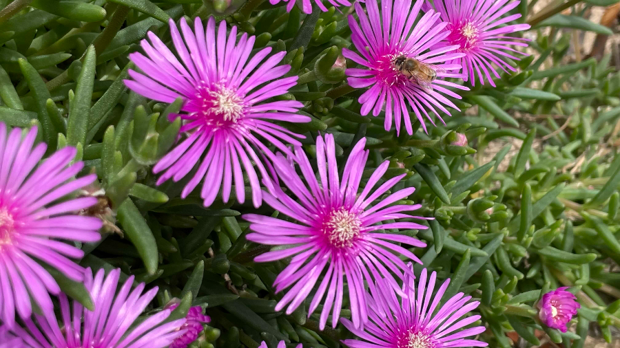 금화정 막국수앞 꼿구경