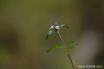약용식물 가는잎산들깨 석향유 여름철 한방재 건강 효과_24