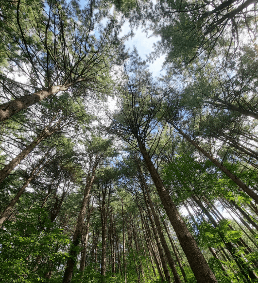 경기-포천-다올숲캠핑장-사진-입니다.