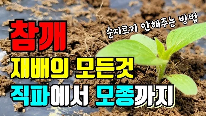 참깨 재배 돌려짓기 도복 방지 탈립 주의_3