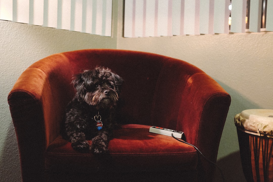 Pet.