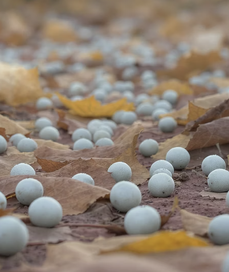 가을&amp;#44; 때구르르 굴러가는 열매