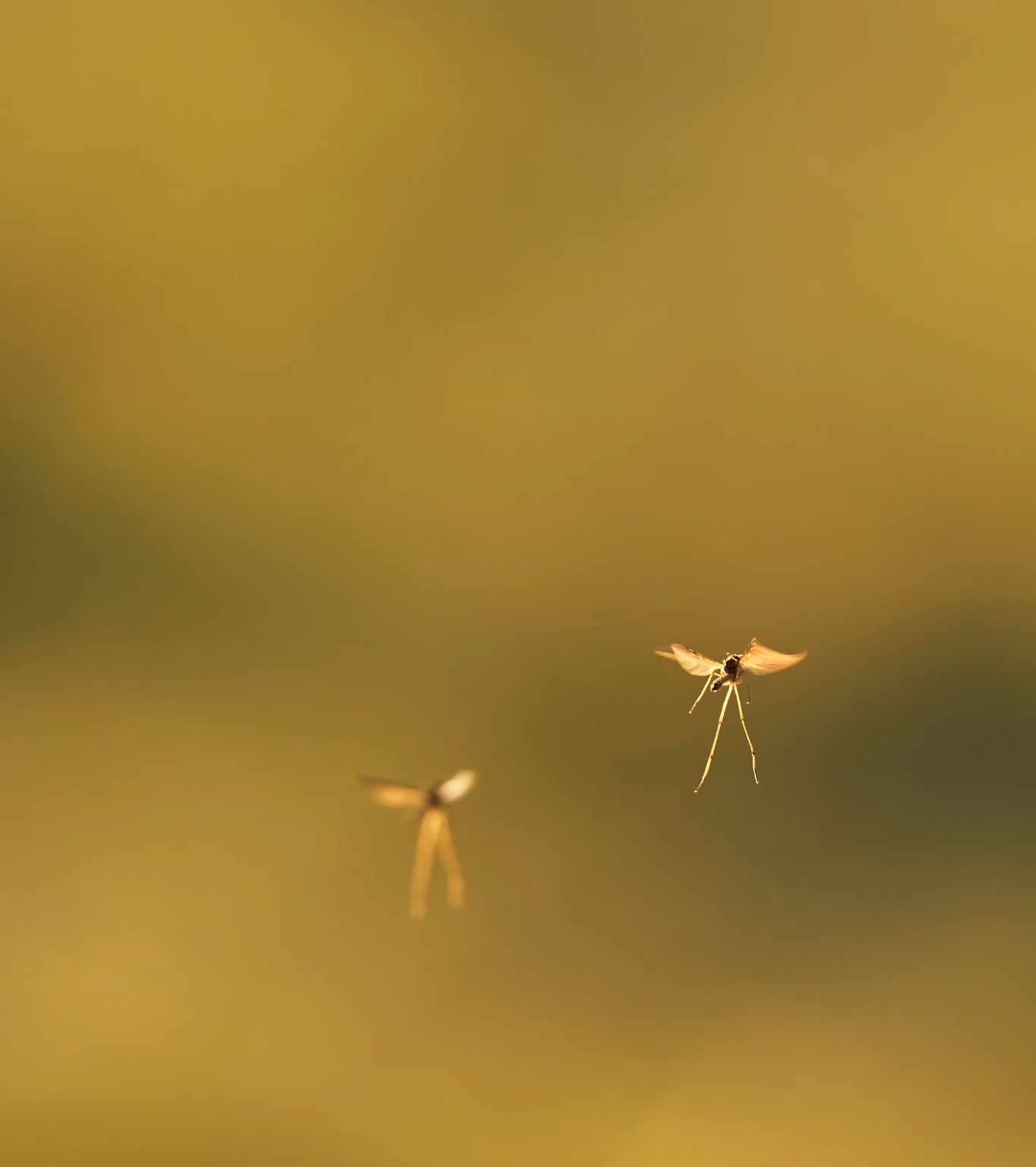 모기 잘물리는 혈액형