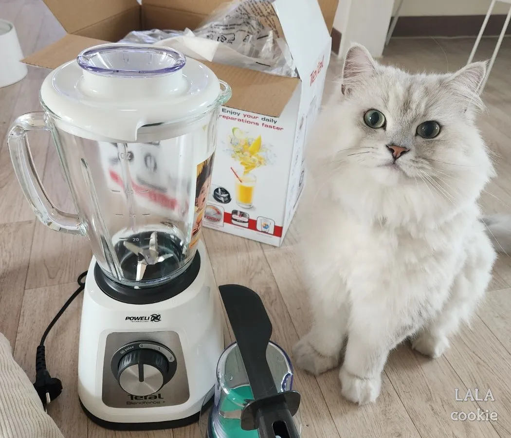 가성비-좋은-테팔-믹서기와-옆에-앉아-있는-고양이
