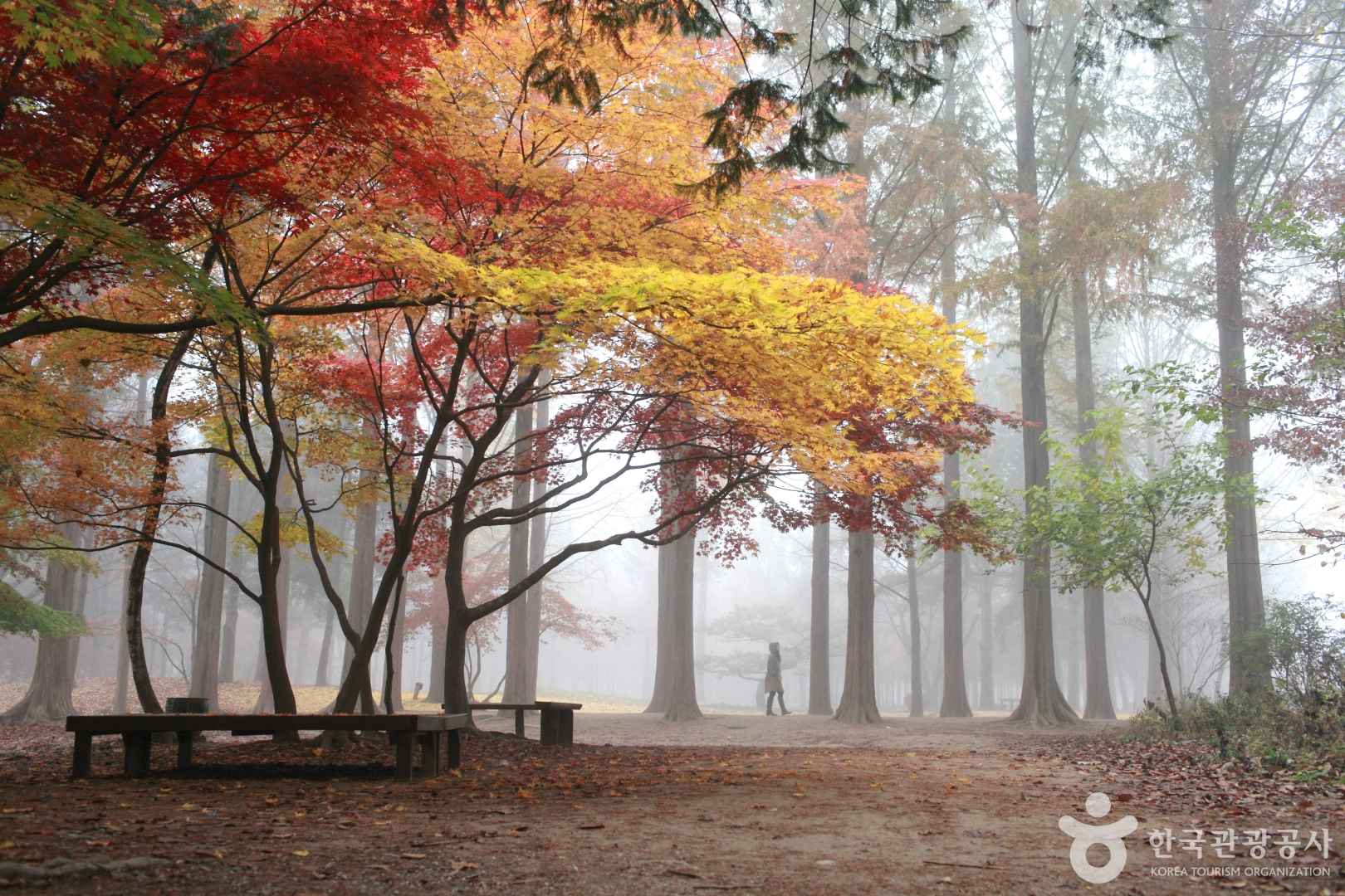 춘천 남이섬