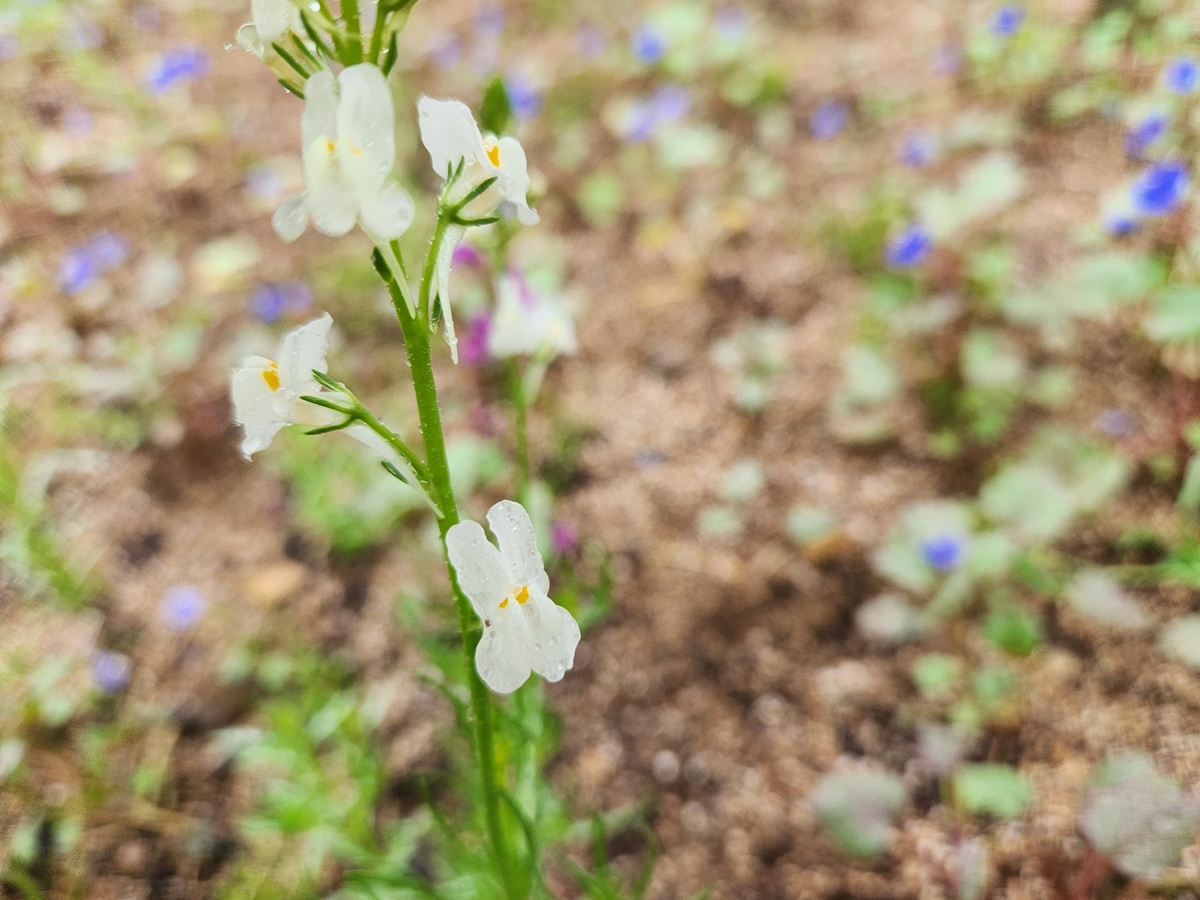 리나리아(애기금어초)