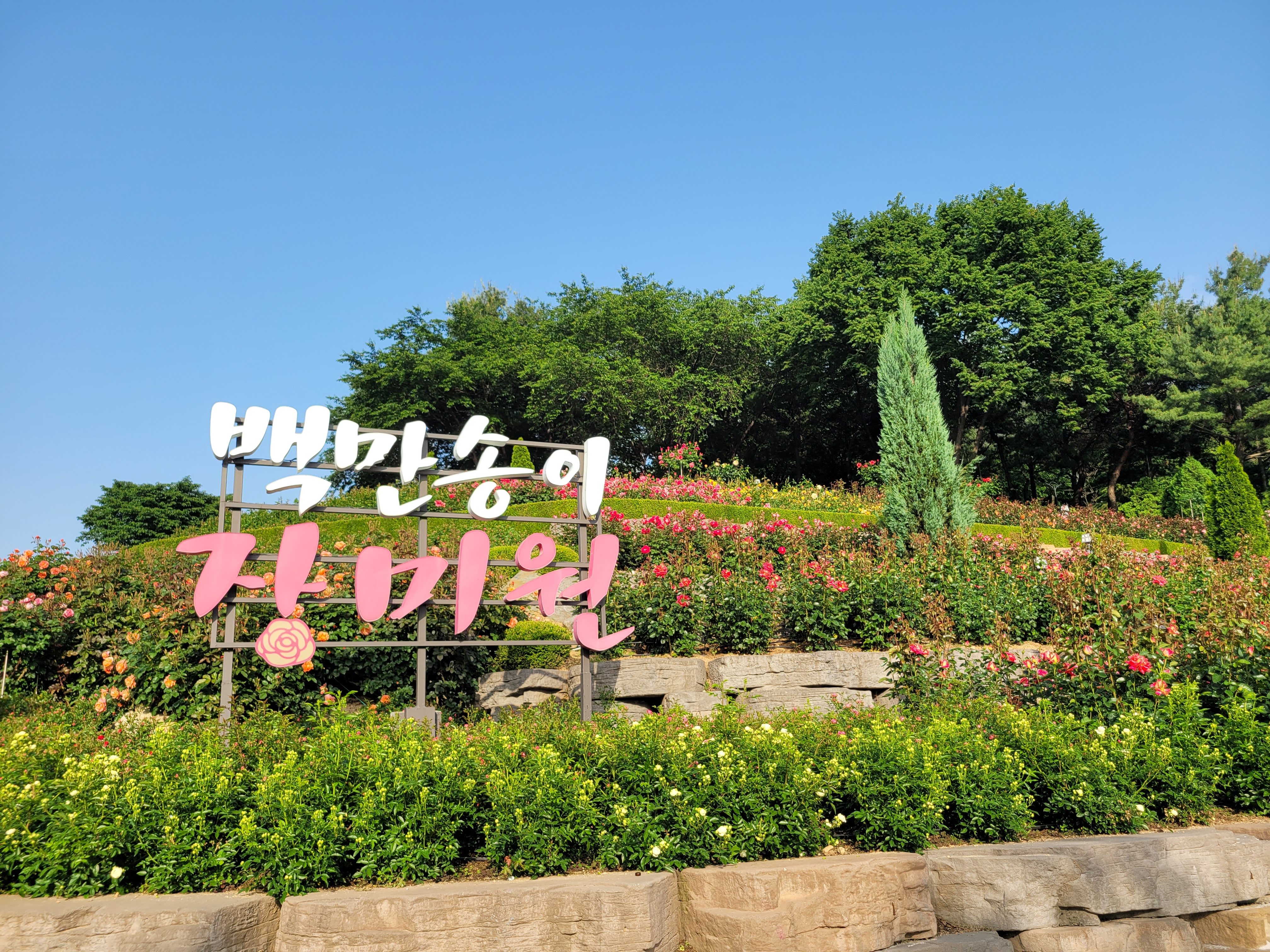 백만송이장미원 입구입니다.