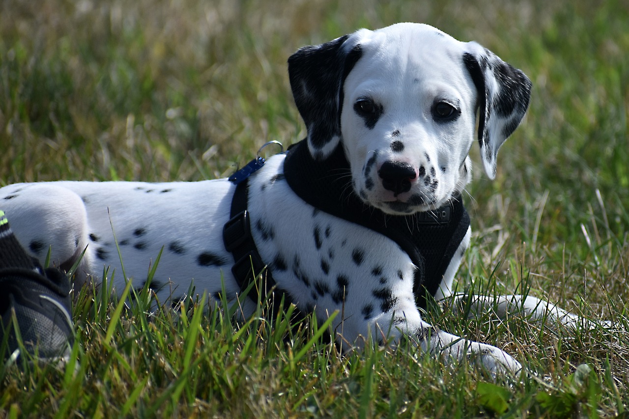 달마시안(Dalmatian)