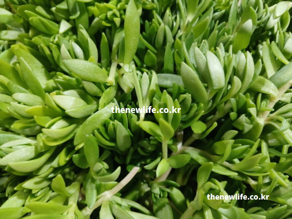 여성 호르몬 보충에 좋은 성분이 가득한 싱싱하고 잎이 도톰한 돌나물 확대 사진