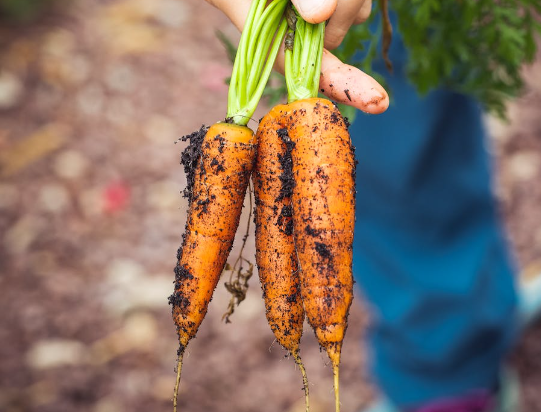 당근과 상극인 음식