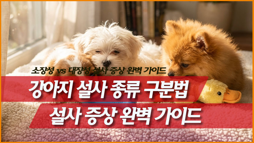 강아지 설사 종류 구분법 - 소장성 vs 대장성 설사 증상 완벽 가이드