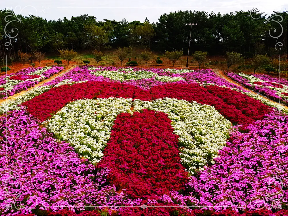[당일치기 추천] 태안 가을꽃박람회 코리아플라워파크 행사정보 및 주차장 안내