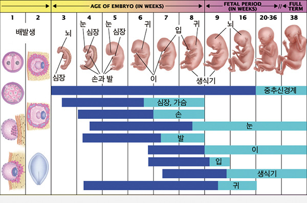 계류유산 자연유산 후 꼭 챙겨야 할 정부지원금과 고용보험 유산휴가 급여