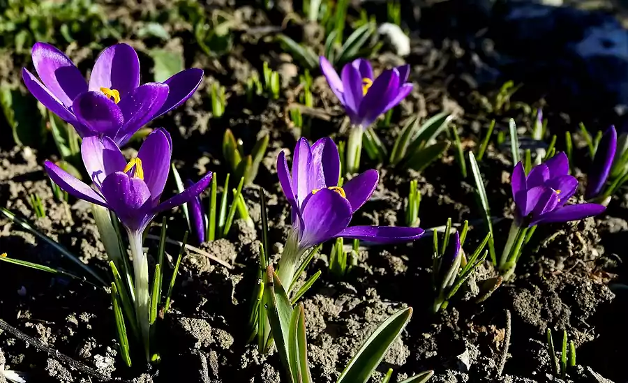 Hwasa by Seojeongju : Famous Korean Poetry Translated