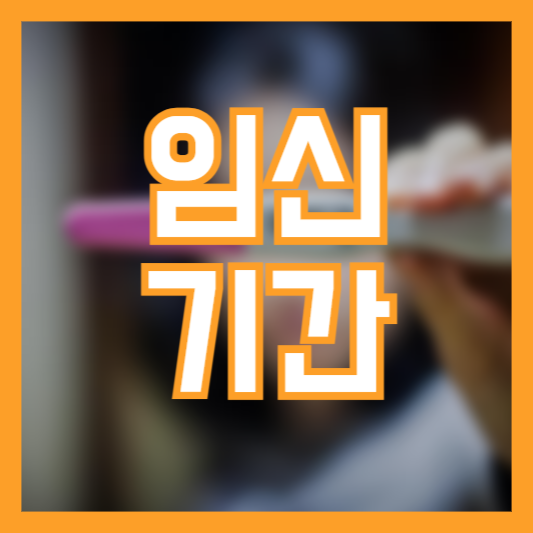 임신기간 분기별 주차별 특징!