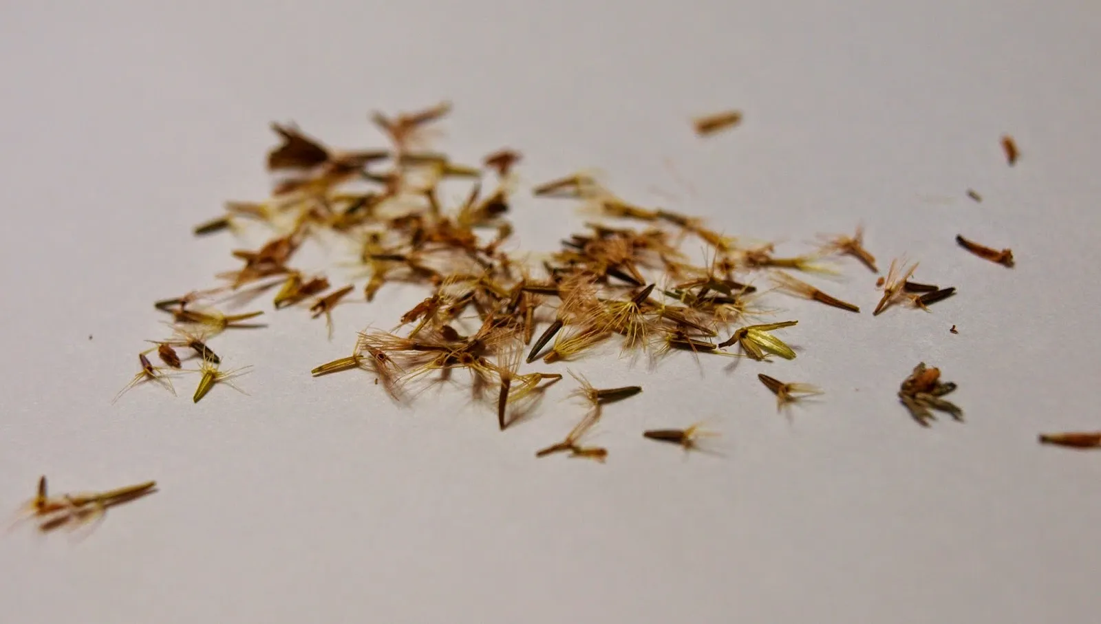 스테비아 재배 삽목 요령 단맛 유지 잎 건조_5