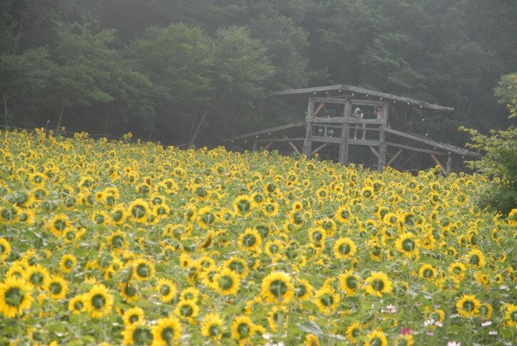 태백해바라기축제