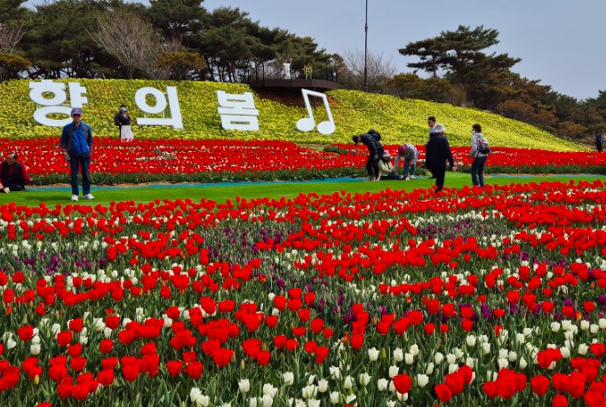 태안 튤립축제 기간 입장료 할인