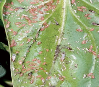 고추 진딧물 제거9