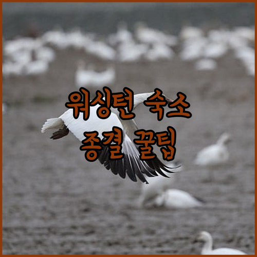 미국 워싱턴 여행 숙소 추천 가성비 ..