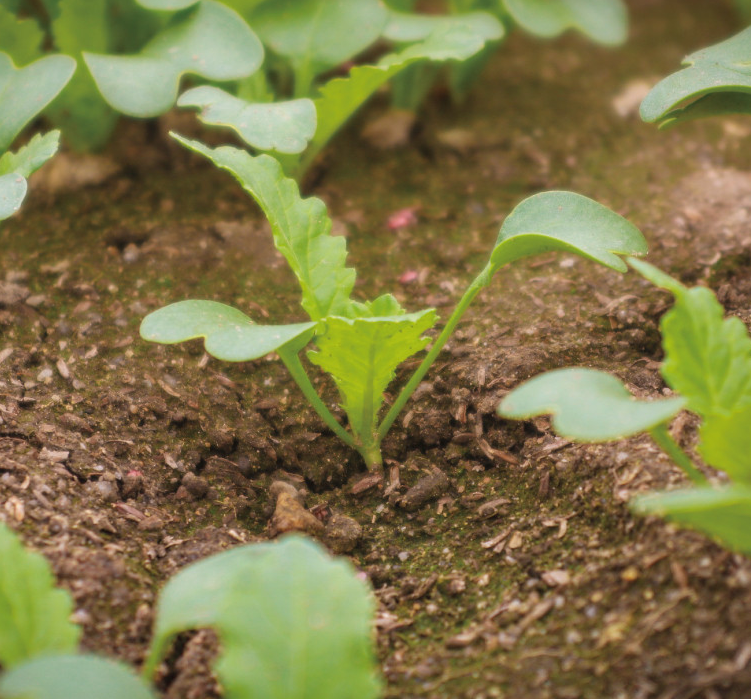 포천 싱싱팜 열무 얼갈이 주문 방법