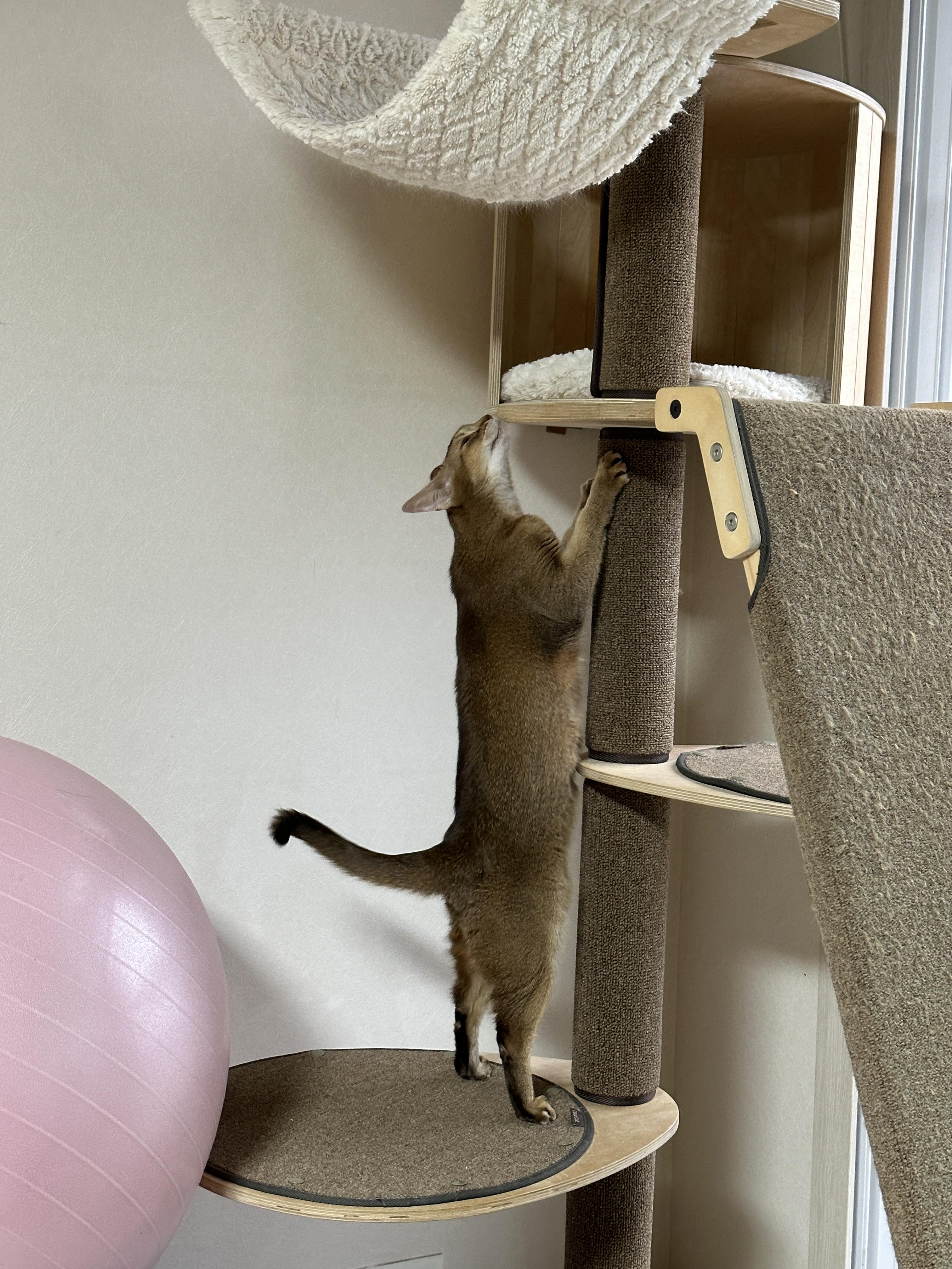 디어캣 캣폴 기둥 스크래쳐 카펫을 교체했다 (feat.신난 냥냥이들 반응)